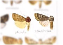 Hexorthodes agrotiformis by no rights reserved, uploaded by Andreas Manz. Used under a CC0 license.