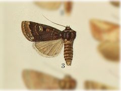 Hexorthodes agrotiformis by no rights reserved, uploaded by Andreas Manz. Used under a CC0 license.