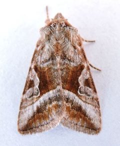 Hexorthodes citeria by (c) jimeckert49, some rights reserved (CC BY). Used under a CC-BY license.