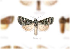 Hexorthodes tuana by no rights reserved, uploaded by Andreas Manz. Used under a CC0 license.