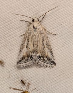 Leucocnemis variabilis by (c) Laura Gaudette, some rights reserved (CC BY), uploaded by Laura Gaudette. Used under a CC-BY license.