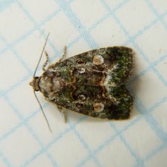 Lithacodia musta by (c) Dendroica cerulea, some rights reserved (CC BY). Used under a CC-BY license.
