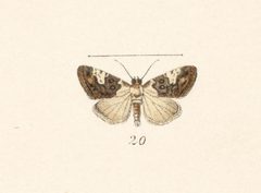 Lithacodia phya by no rights reserved, uploaded by Andreas Manz. Used under a CC0 license.