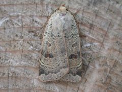 Noctua comes by (c) Donald Hobern, some rights reserved (CC BY). Used under a CC-BY license.