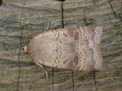 Noctua comes by (c) Donald Hobern, some rights reserved (CC BY). Used under a CC-BY license.