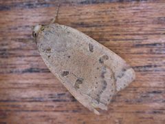 Noctua by (c) Donald Hobern, some rights reserved (CC BY). Used under a CC-BY license.