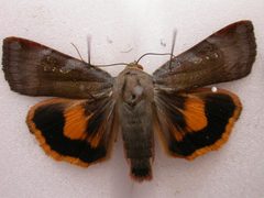 Noctua by (c) Donald Hobern, some rights reserved (CC BY). Used under a CC-BY license.