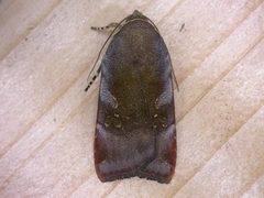 Noctua by (c) Donald Hobern, some rights reserved (CC BY). Used under a CC-BY license.