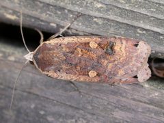 Noctua by (c) Donald Hobern, some rights reserved (CC BY). Used under a CC-BY license.