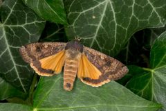 Noctua pronuba by (c) Jerzy Strzelecki, some rights reserved (CC BY). Used under a CC-BY license.