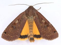 Noctua pronuba by (c) janet graham, some rights reserved (CC BY). Used under a CC-BY license.