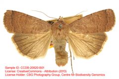 Abagrotis belfragei by no rights reserved, uploaded by Andreas Manz. Used under a CC0 license.