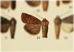 Abagrotis belfragei by no rights reserved, uploaded by Andreas Manz. Used under a CC0 license.