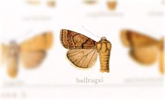 Abagrotis belfragei by no rights reserved, uploaded by Andreas Manz. Used under a CC0 license.