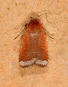 Abagrotis mirabilis by (c) Laura Gaudette, some rights reserved (CC BY), uploaded by Laura Gaudette. Used under a CC-BY license.