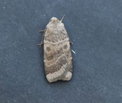 Abagrotis placida by (c) Jason Grant, some rights reserved (CC BY), uploaded by Jason Grant. Used under a CC-BY license.