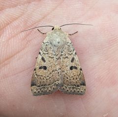 Abagrotis trigona by no rights reserved, uploaded by Ben Keen. Used under a CC0 license.