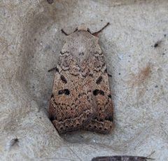 Abagrotis trigona by no rights reserved, uploaded by Ben Keen. Used under a CC0 license.