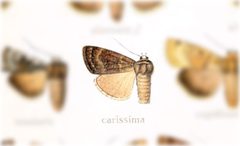 Adelphagrotis carissima by no rights reserved, uploaded by Andreas Manz. Used under a CC0 license.