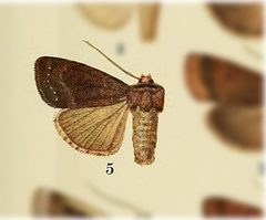 Adelphagrotis carissima by no rights reserved, uploaded by Andreas Manz. Used under a CC0 license.
