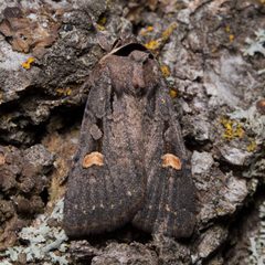 Adelphagrotis indeterminata by (c) Ken-ichi Ueda, some rights reserved (CC BY), uploaded by Ken-ichi Ueda. Used under a CC-BY license.