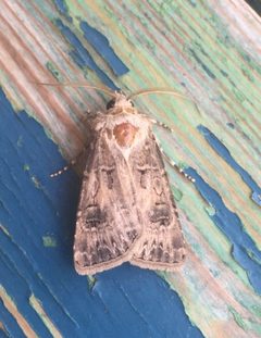 Agrotis by (c) Nicholas Moray Williams, some rights reserved (CC BY), uploaded by Nicholas Moray Williams. Used under a CC-BY license.