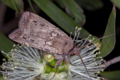 Agrotis by (c) Andrew Allen, some rights reserved (CC BY), uploaded by Andrew Allen. Used under a CC-BY license.