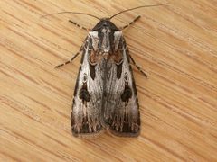 Agrotis by (c) Donald Hobern, some rights reserved (CC BY). Used under a CC-BY license.