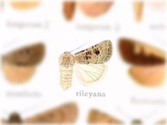 Agrotis rileyana by no rights reserved, uploaded by Andreas Manz. Used under a CC0 license.