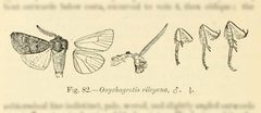 Agrotis rileyana by no rights reserved, uploaded by Andreas Manz. Used under a CC0 license.