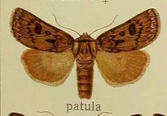 Agrotis ruta by no rights reserved, uploaded by Andreas Manz. Used under a CC0 license.