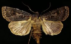 Agrotis ruta by (c) Doug Macaulay, some rights reserved (CC BY), uploaded by Doug Macaulay. Used under a CC-BY license.