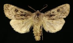 Agrotis ruta by (c) Doug Macaulay, some rights reserved (CC BY), uploaded by Doug Macaulay. Used under a CC-BY license.