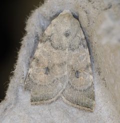 Anathix aggressa by (c) Alan Macnaughton, some rights reserved (CC BY), uploaded by Alan Macnaughton. Used under a CC-BY license.