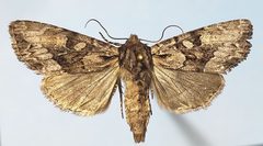 Apamea centralis by (c) Doug Macaulay, some rights reserved (CC BY), uploaded by Doug Macaulay. Used under a CC-BY license.