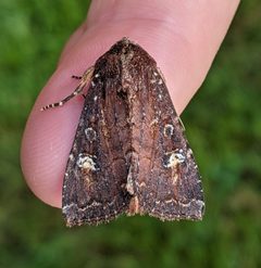 Apamea cogitata by no rights reserved, uploaded by Ben Keen. Used under a CC0 license.