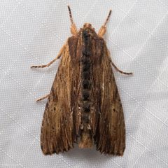 Apamea cuculliformis by (c) Ken-ichi Ueda, some rights reserved (CC BY), uploaded by Ken-ichi Ueda. Used under a CC-BY license.
