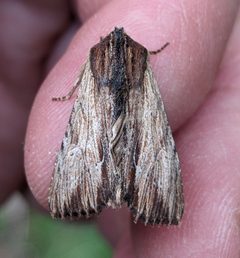 Apamea cuculliformis by no rights reserved, uploaded by Ben Keen. Used under a CC0 license.
