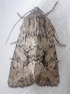 Apamea longula by (c) Trevor Van Loon, some rights reserved (CC BY), uploaded by Trevor Van Loon. Used under a CC-BY license.