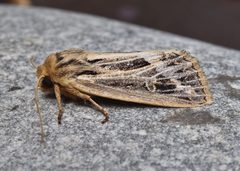 Apamea niveivenosa by (c) brendanboyd, some rights reserved (CC BY). Used under a CC-BY license.