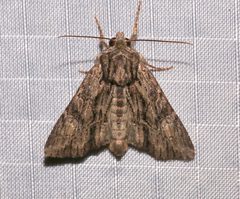 Apamea perpensa by (c) Laura Gaudette, some rights reserved (CC BY), uploaded by Laura Gaudette. Used under a CC-BY license.