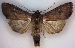 Apamea scoparia by (c) Dave, some rights reserved (CC BY), uploaded by Dave. Used under a CC-BY license.