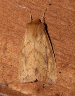 Bellura gortynoides by (c) Laura Gaudette, some rights reserved (CC BY), uploaded by Laura Gaudette. Used under a CC-BY license.