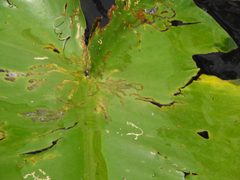 Bellura gortynoides by (c) Laura Gaudette, some rights reserved (CC BY), uploaded by Laura Gaudette. Used under a CC-BY license.