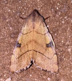 Choephora fungorum by no rights reserved, uploaded by Ken Kneidel. Used under a CC0 license.