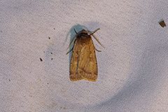 Coenophila by (c) Nigel Voaden, some rights reserved (CC BY). Used under a CC-BY license.
