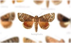 Cropia connecta by no rights reserved, uploaded by Andreas Manz. Used under a CC0 license.