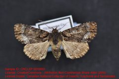 Cropia ruthaea by no rights reserved, uploaded by Andreas Manz. Used under a CC0 license.
