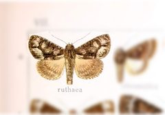 Cropia ruthaea by no rights reserved, uploaded by Andreas Manz. Used under a CC0 license.