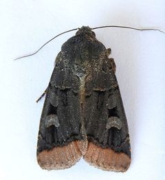 Dichagyris kyune by (c) jimeckert49, some rights reserved (CC BY). Used under a CC-BY license.